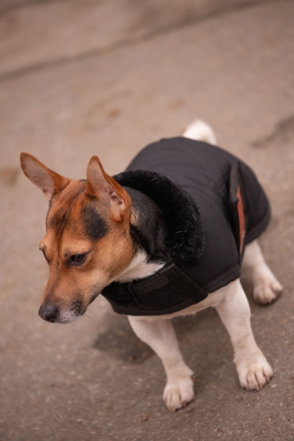 Diagonal Dog Rug - Black