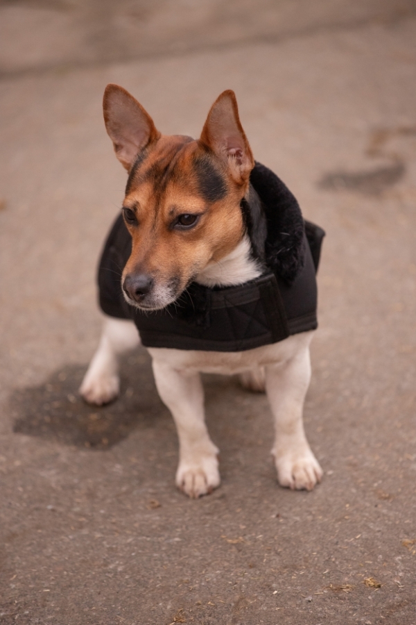 Diagonal Dog Rug - Black