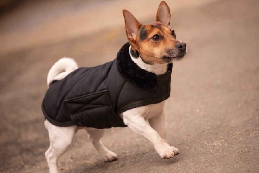 Diagonal Dog Rug - Black