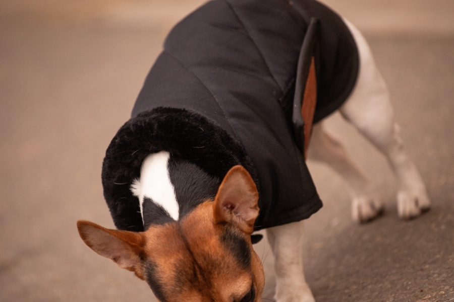 Diagonal Dog Rug - Black