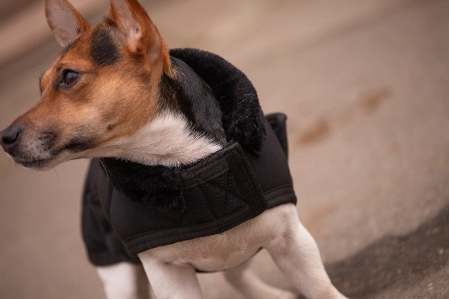 Diagonal Dog Rug - Black