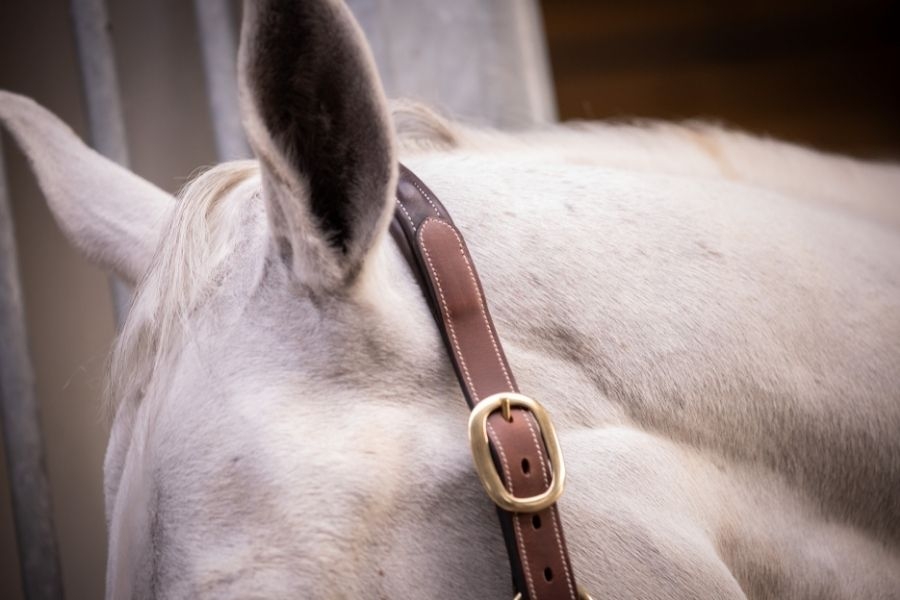 3-Snap Halter - Havana & Hazelnut